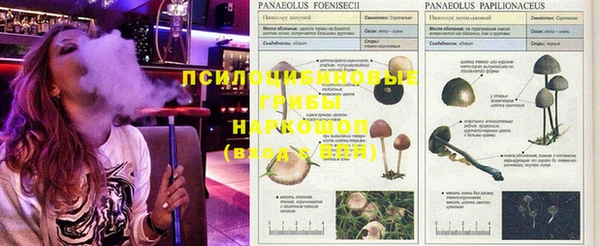 PSILOCYBIN Алексеевка