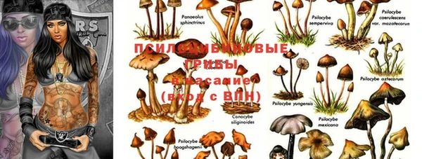 PSILOCYBIN Алексеевка
